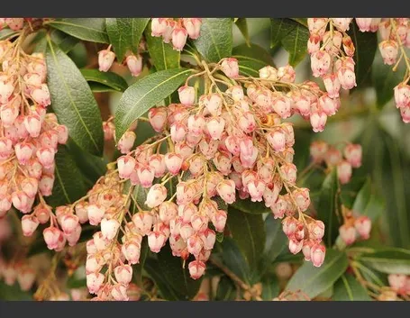 fiori pieris