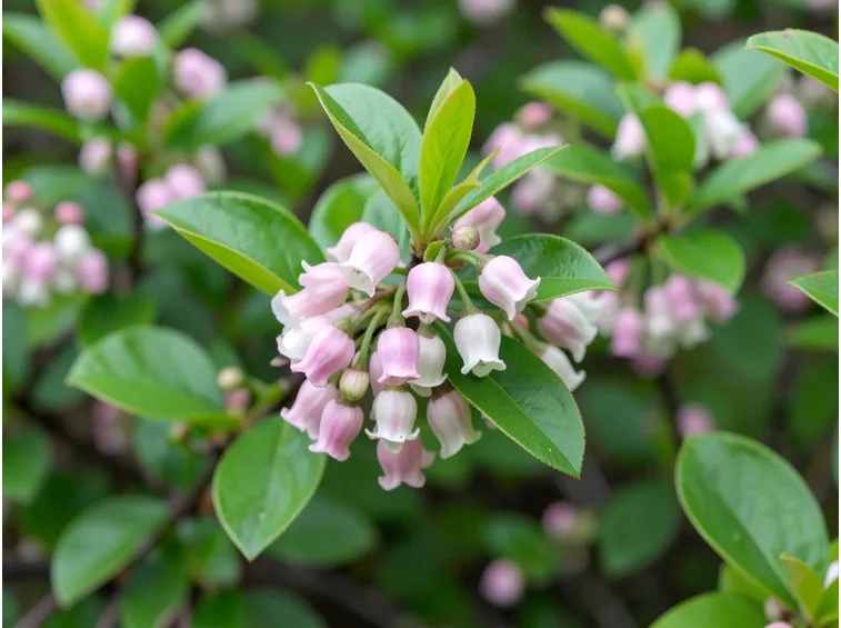 fiori pieris