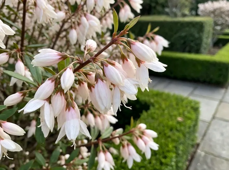 esemplare pieris