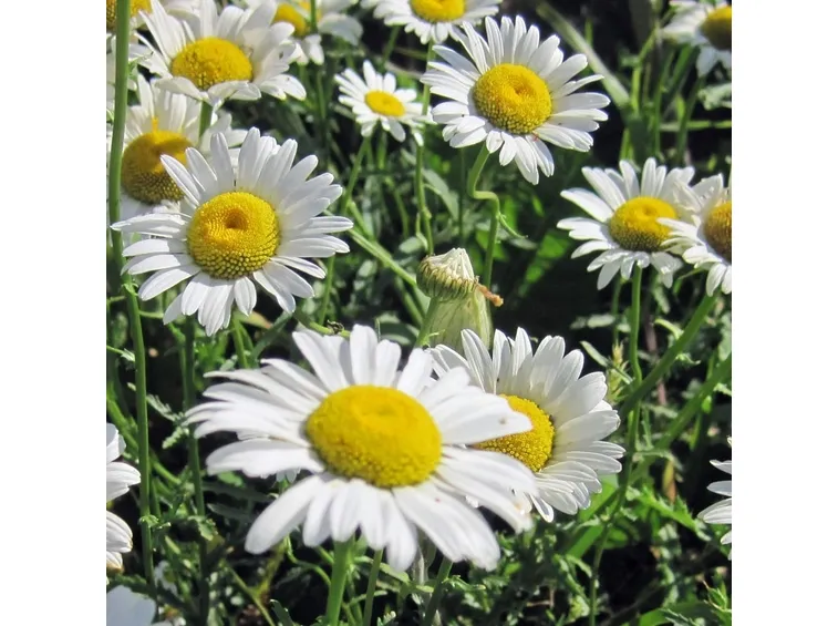 Fiori di piretro