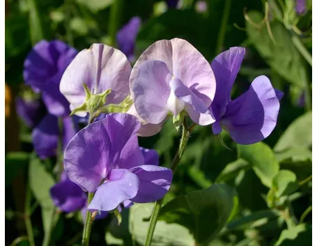 Fiori pisello odoroso