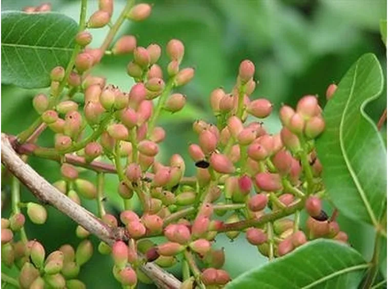 frutti sul pistacchio