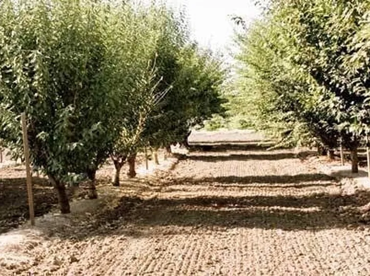 piante di pistacchio