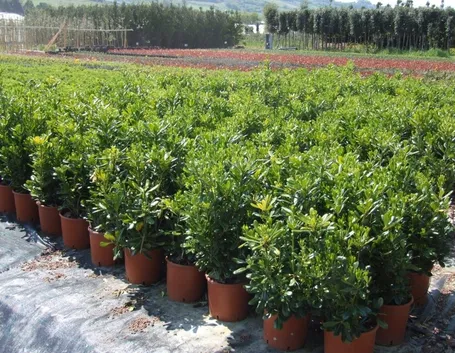 Pitosfori nani coltivati in vaso