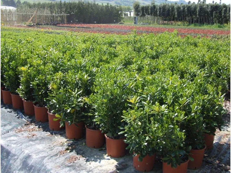 Pitosfori nani coltivati in vaso