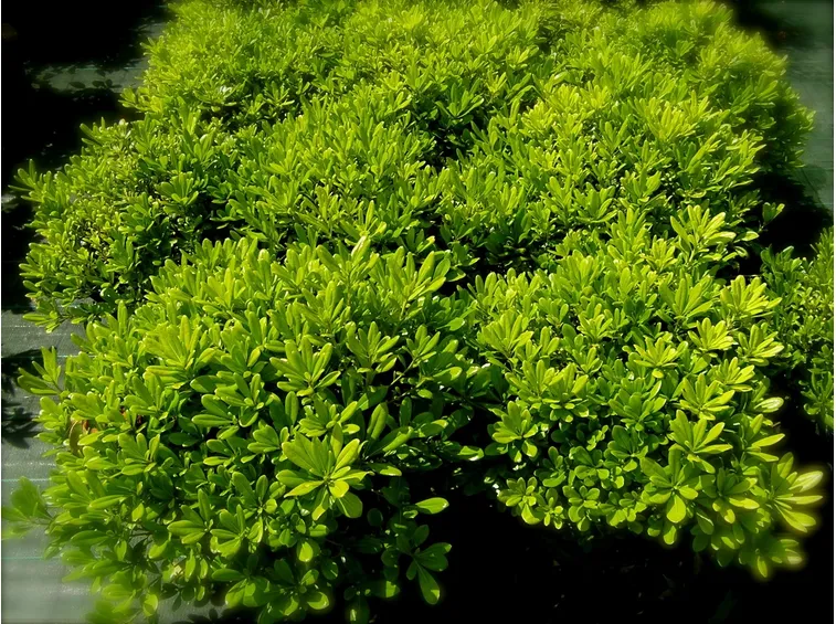 Pitosforo nano pienamente sviluppato