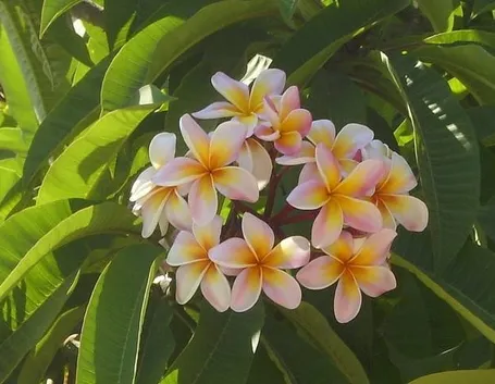 Fiori di pomelia