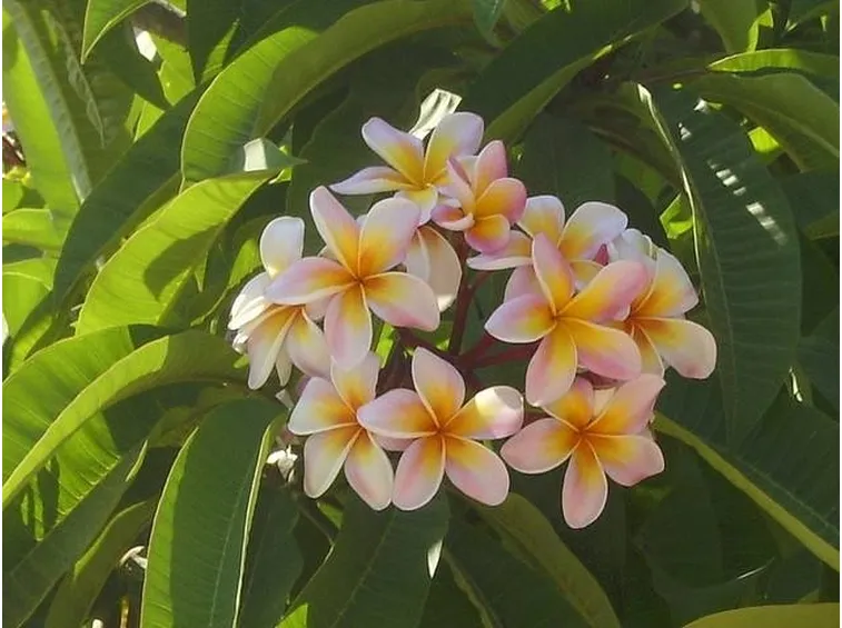 Fiori di pomelia