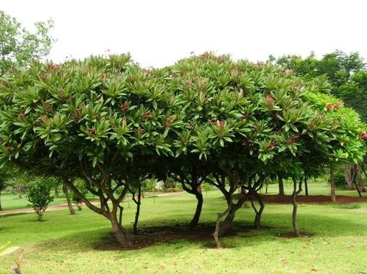 Piante di pomelia