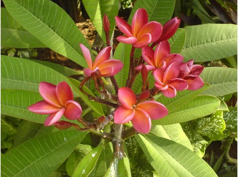 Varietà di pomelia