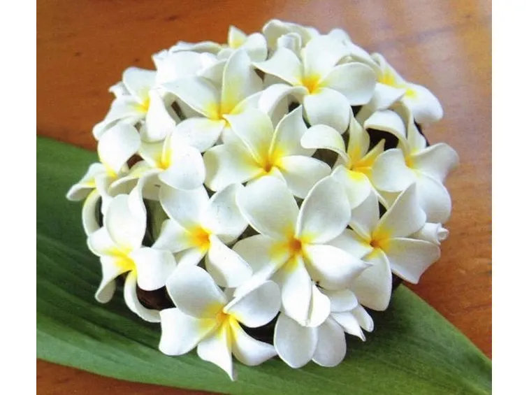 Bouquet da sposa fatto con fiori di pomelia