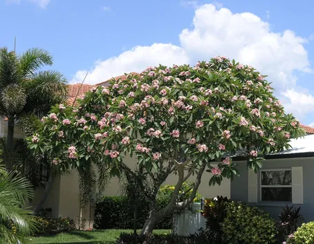 Albero pomelia