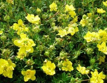 potentilla in fiore