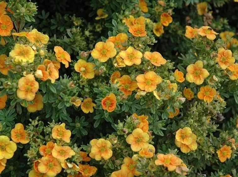 potentilla arancione