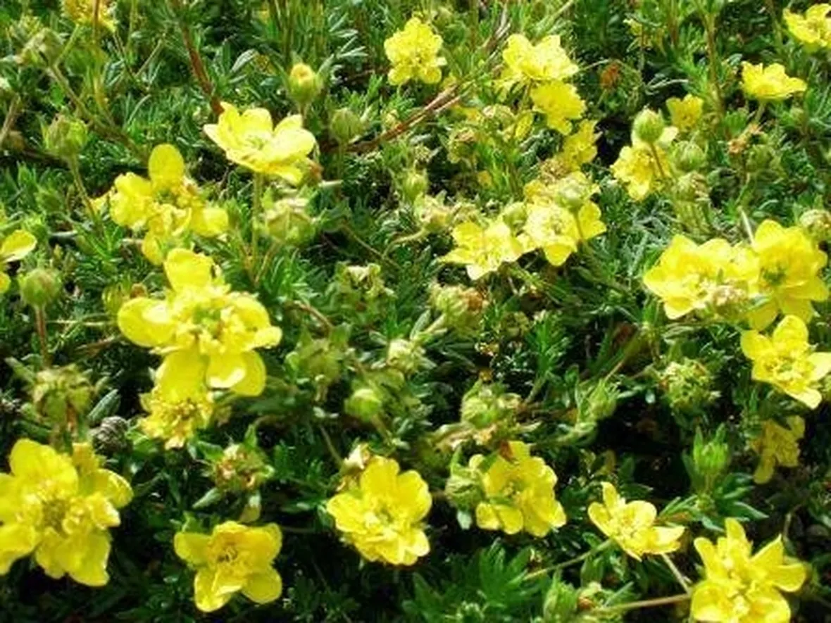 potentilla in fiore