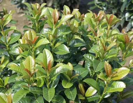Piante di lauroceraso