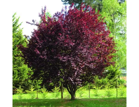 Albero prunus