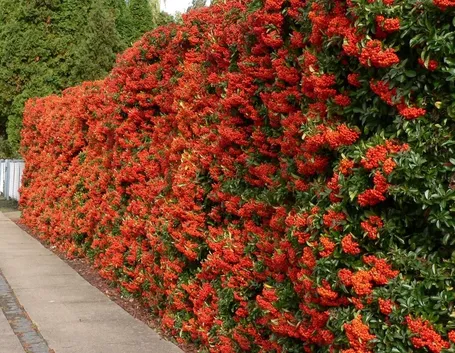 Bellissima siepe di pyracantha coperta dai suoi frutti