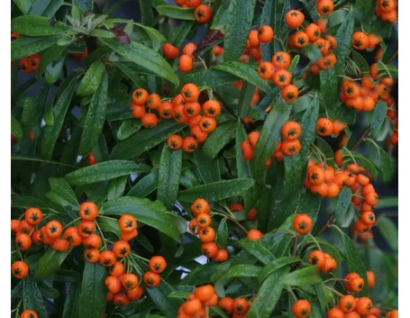 Le bacche della pyracantha navaho