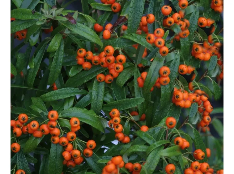 Le bacche della pyracantha navaho