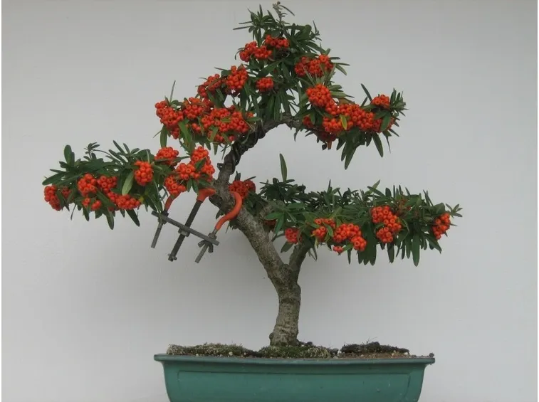 Un bonsai di pyracantha navaho