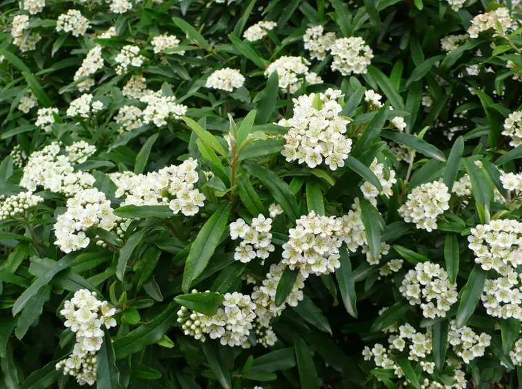 Una pyracantha navaho fiorita