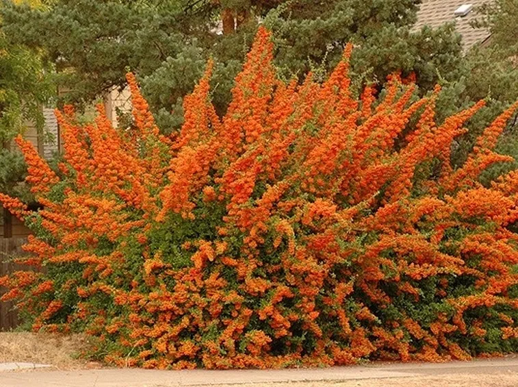 Un cespuglio di pyracantha navaho