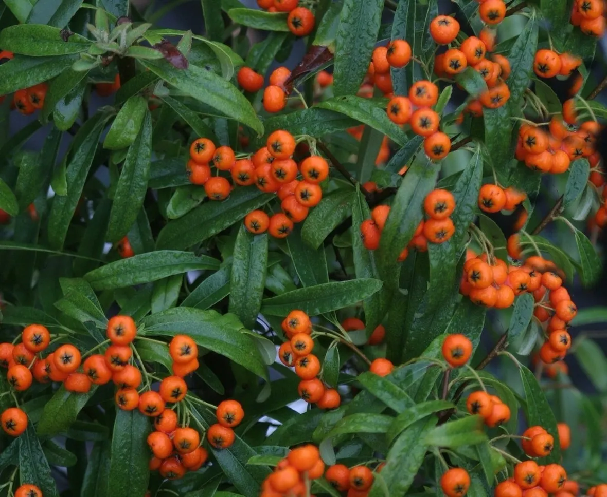 Le bacche della pyracantha navaho