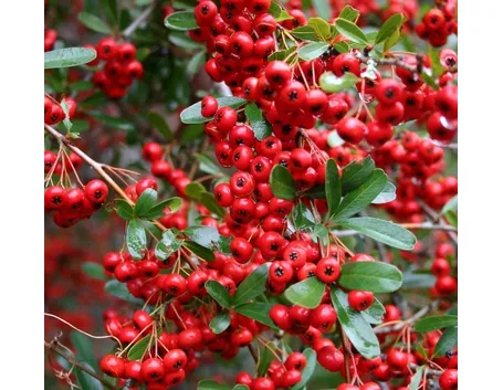 Bacche rosse di Pyracantha