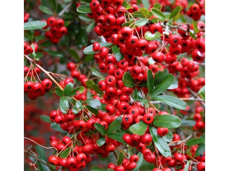 Bacche rosse di Pyracantha