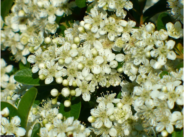 Infiorescenze della pianta di Pyracantha