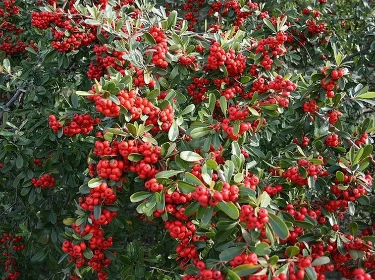 Ramificazioni e bacche di Pyracantha