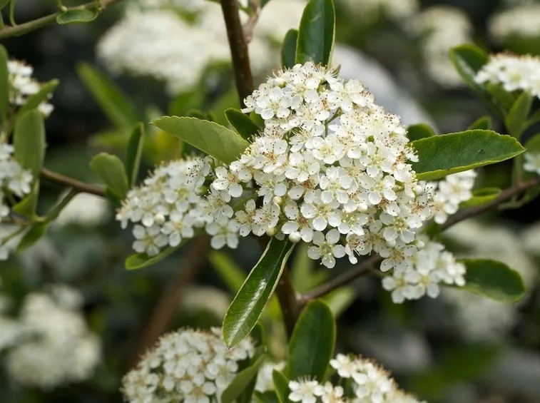 Infiorescenze riunite di Pyracantha