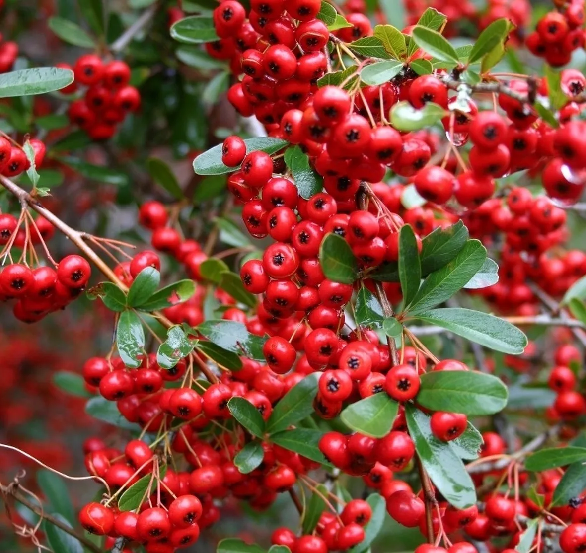 Bacche rosse di Pyracantha