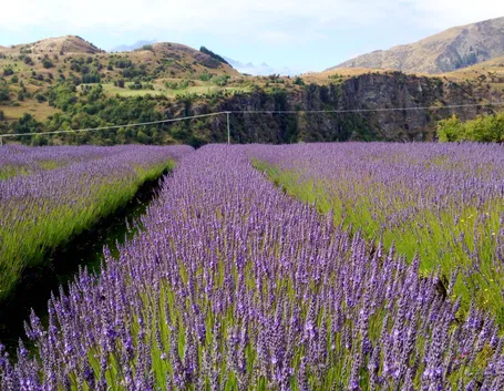 Campo di lavanda in fiore