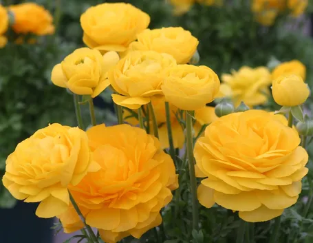 Ranuncolo giallo