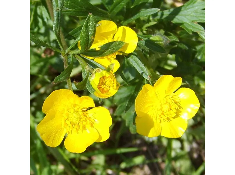 Ranuncolo