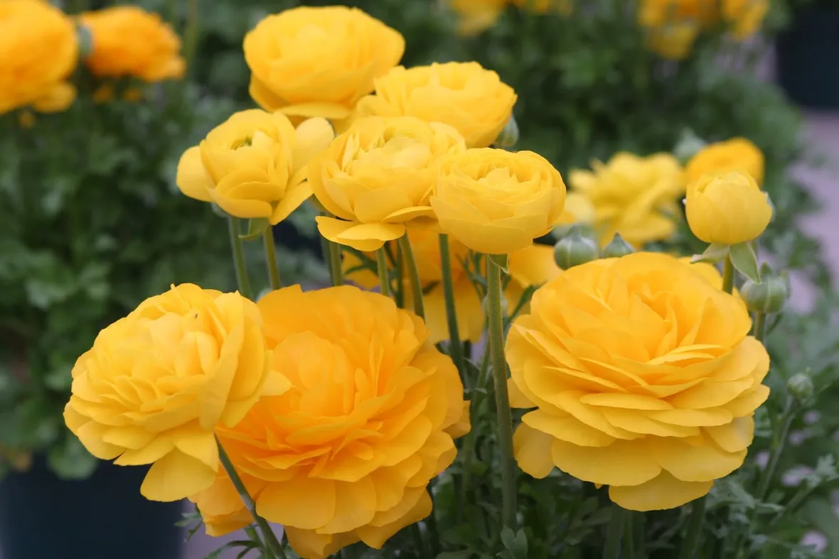 Ranuncolo giallo