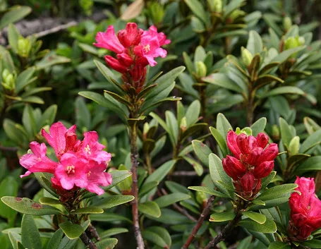 Rhododendron ferrugineum L.
