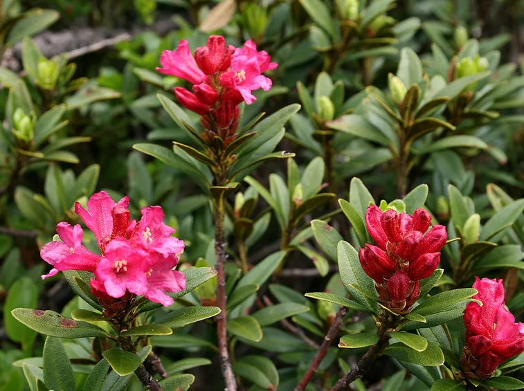 Rhododendron ferrugineum L.