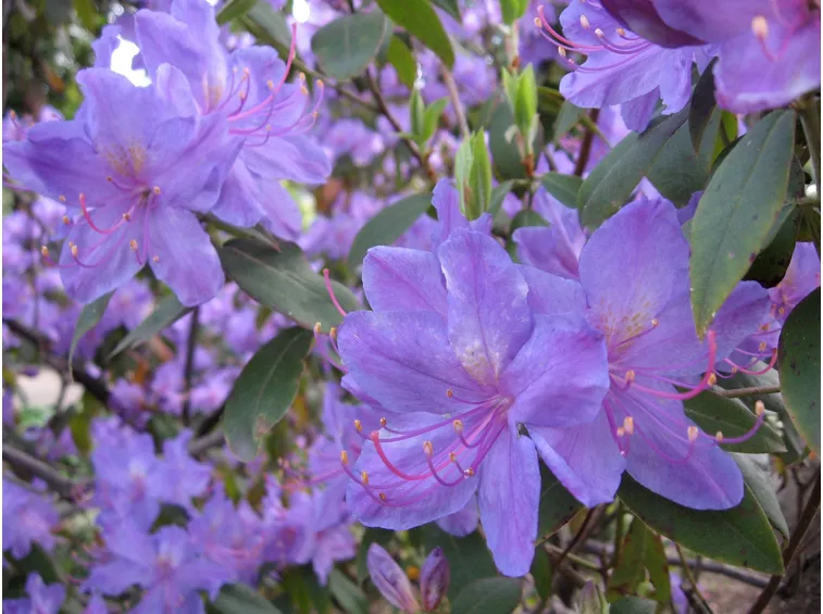 Rhododendron augustinii