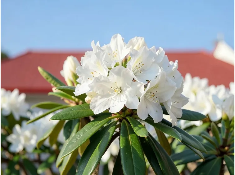 Il Rhododendron auriculatum