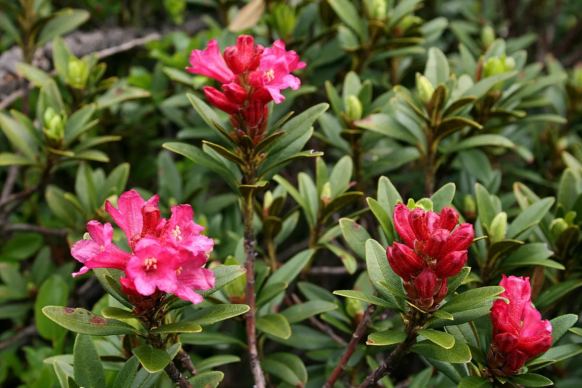 Rhododendron ferrugineum L.
