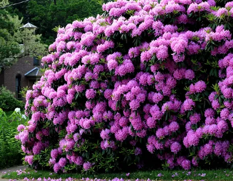 Rododendro