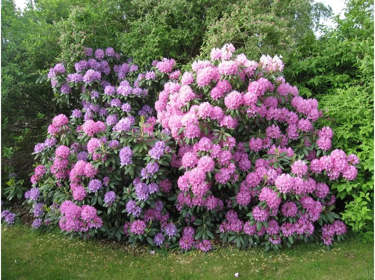 Pianta Rododendro