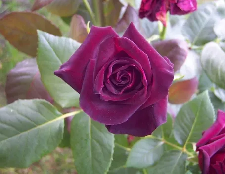 Fiore di Rosa Black Baccara