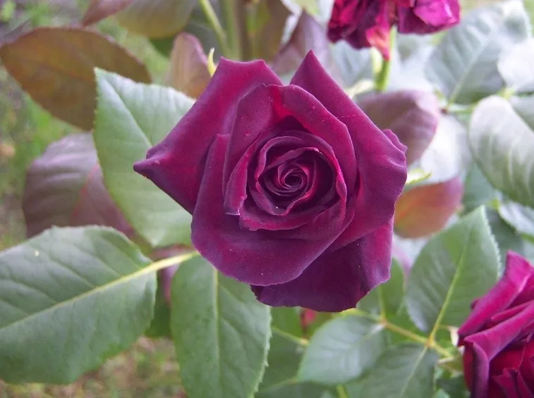 Fiore di Rosa Black Baccara