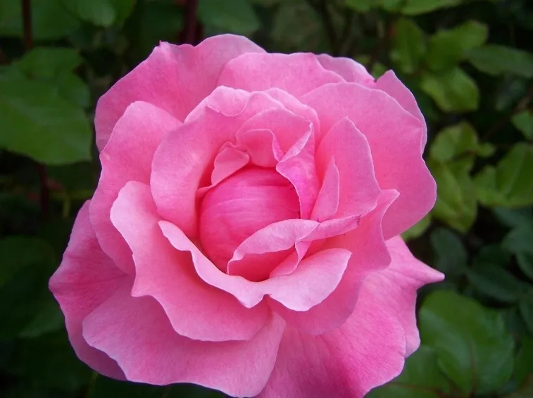 Fiore di Rosa, varietà Queen Elizabeth