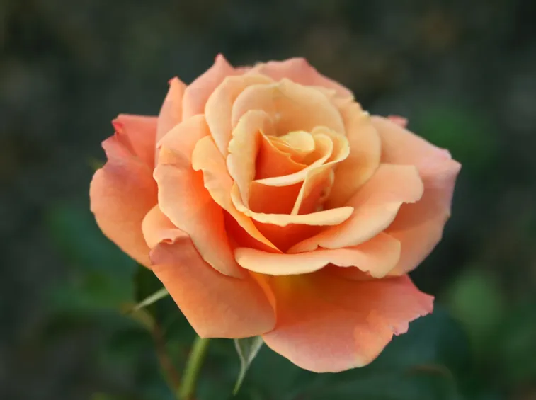 Varietà di Rosa Floribunda