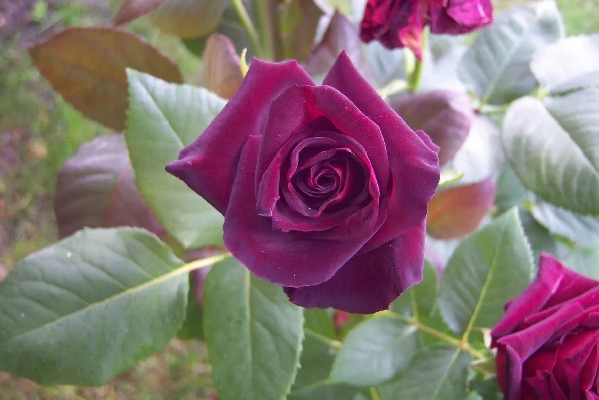 Fiore di Rosa Black Baccara
